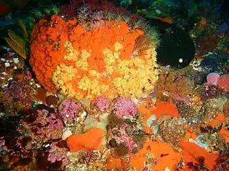 Isozoanthus capensis