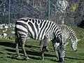 Zebra's