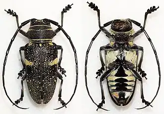 Zographus aulicus