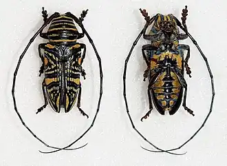 Zographus hieroglyphicus