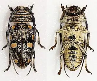Zographus nivisparsus