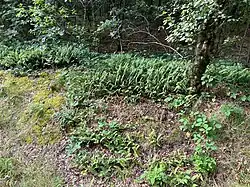 Zomeraspect van de associatie van eikvaren en knopjesmos