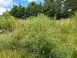 Een zomeraspect van de typische subassociatie