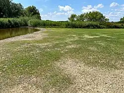 Vegetatieaspect van de slijkgroen-associatie