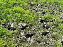 Een drooggevallen poel met uitgeharde trapgaten van vee.