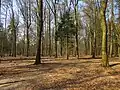 Gemengd bos op de Zonheuvel