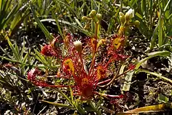 Zonnedauw in het Aamsveen