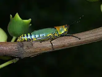 Zonocerus variegatus