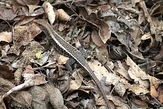 Zonosaurus laticaudatus