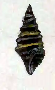 Zonulispira zonulata