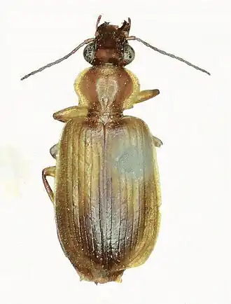Anchista subpubescens