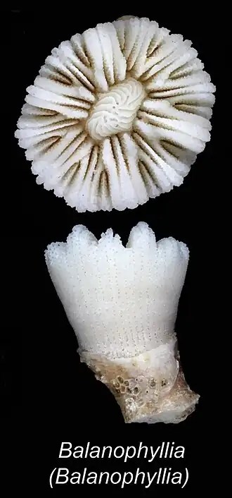 Balanophyllia (Balanophyllia) laysanensis