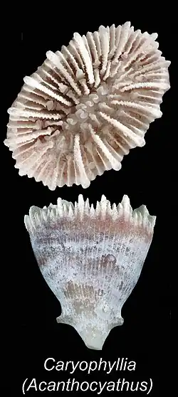 Caryophyllia grayi
