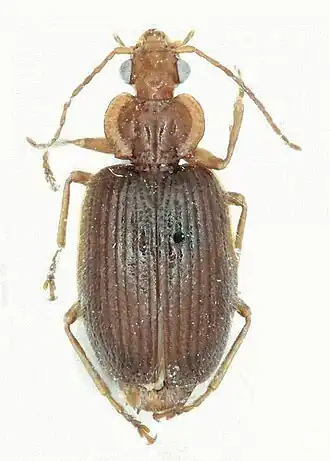 Dasiosoma hirsutum