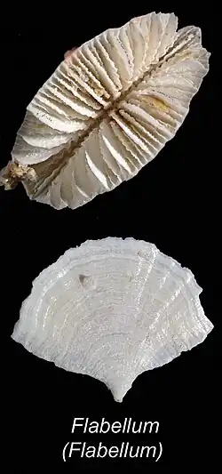 Flabellum (Flabellum) politum