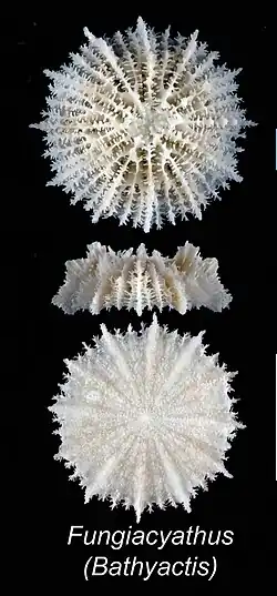 Fungiacyathus (Bathyactis) variegatus