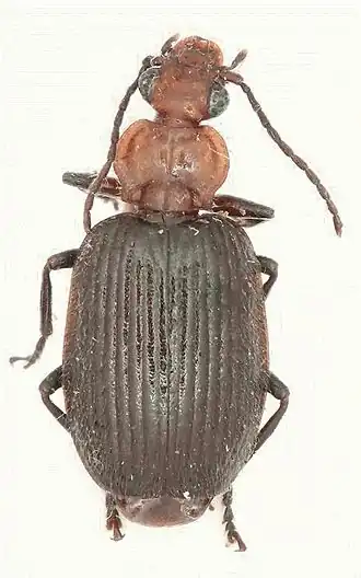 Lachnoderma maindroni