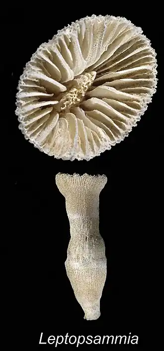 Leptopsammia stokesiana