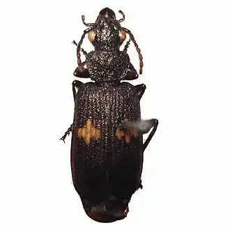 Macrocheilus asteriscus