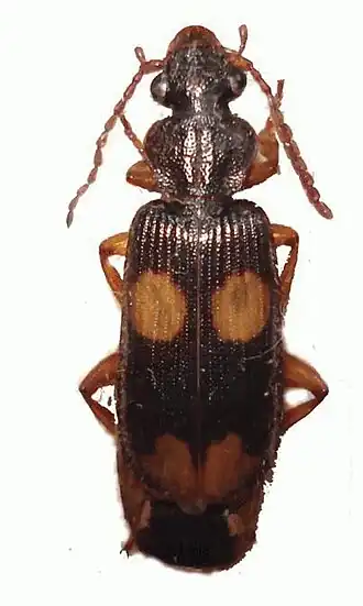 Macrocheilus bensoni