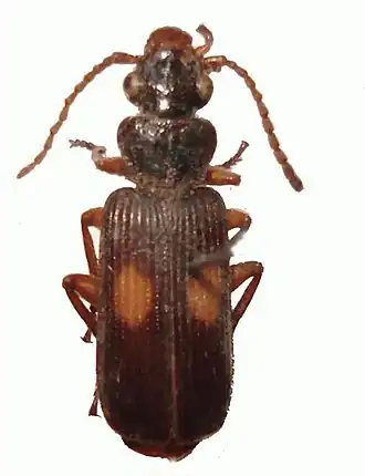 Macrocheilus binotatus