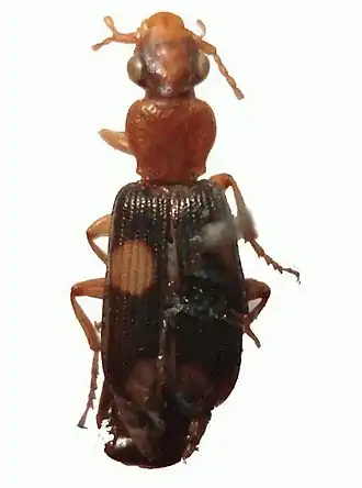 Macrocheilus chaudoiri