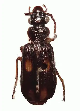 Macrocheilus deuvie