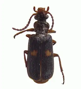 Macrocheilus sinuatilabris
