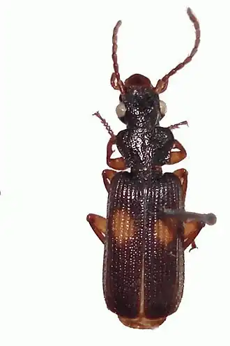 Macrocheilus vitalisi