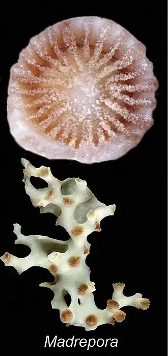 Madrepora minutiseptum