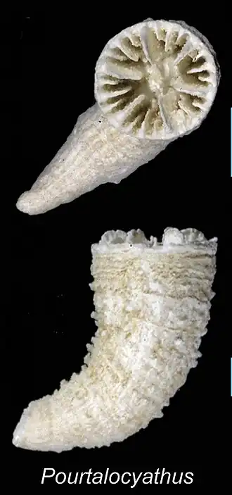 Pourtalocyathus hispidus