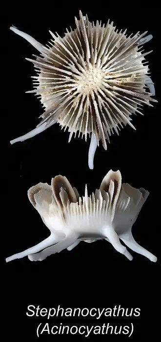Stephanocyathus (Acinocyathus) spiniger
