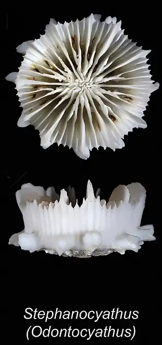 Stephanocyathus (Odontocyathus) coronatus