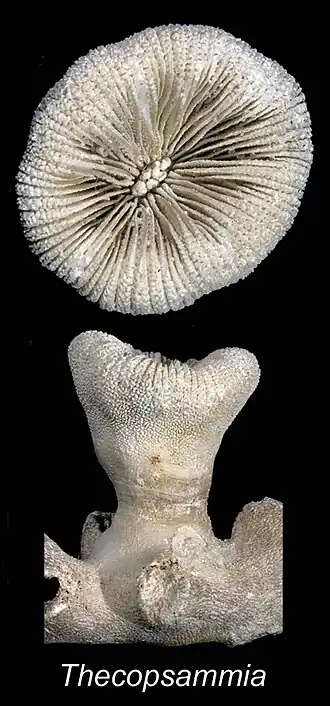 Thecopsammia socialis