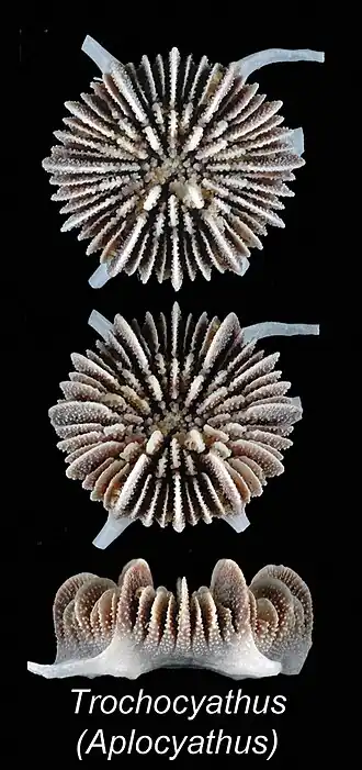 Trochocyathus (Aplocyathus) brevispina