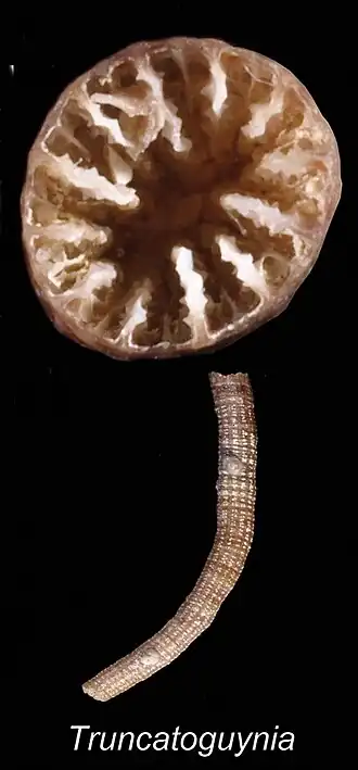 Truncatoguynia irregularis