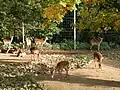 Impala's in het parkdeel "Samburu"