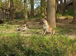 Verblijf met gevlekte hyena's