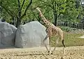 Sahel: giraffe