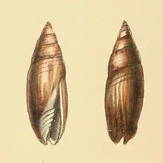 Scabricola fusca