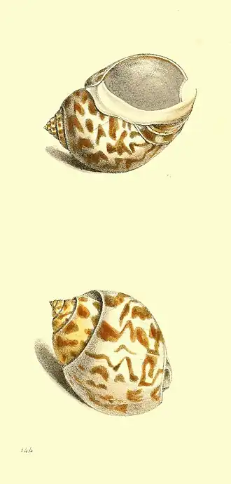 Babylonia valentiana