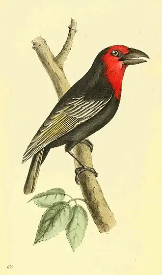 Rood-zwarte baardvogel