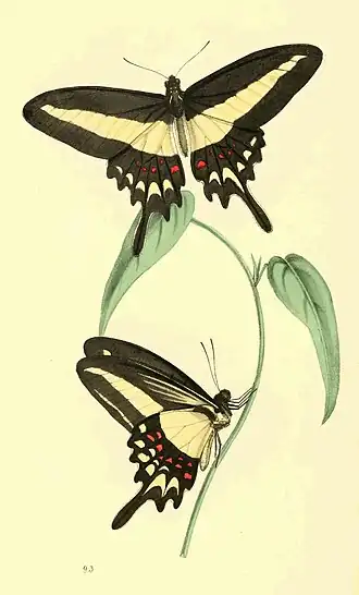 Papilio hectorides