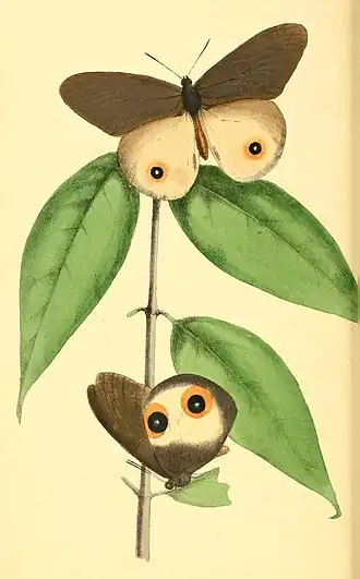 Taenaris horsfieldii