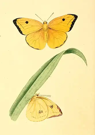 Aphrissa godartiana