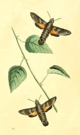 Macroglossum assimilis