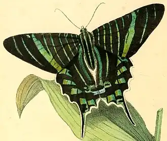 Urania brasiliensis