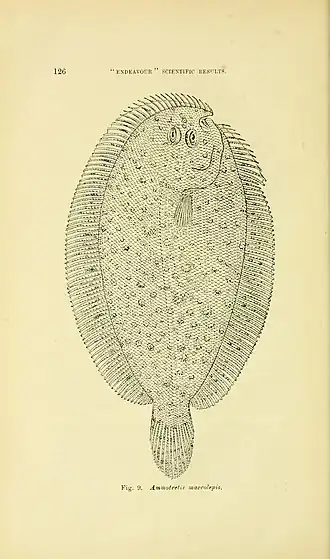 Ammotretis macrolepis