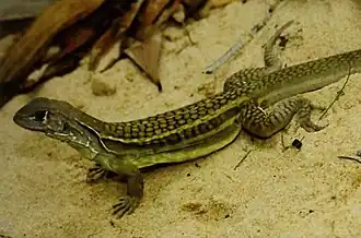 Leiolepis ngovantrii