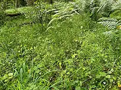 Schaduwgras-associatie